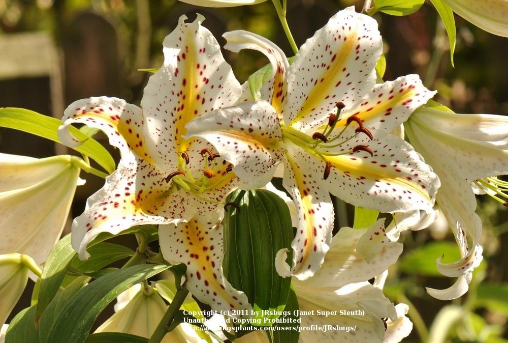 Photo of Species Lily (Lilium auratum) uploaded by JRsbugs