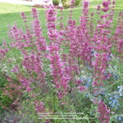 Location: My garden in Kentucky
Date: 2011-10-28