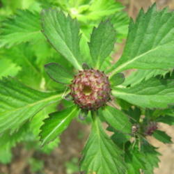 Location: Indiana  Zone 5
Date: 2009-09-21
preopened bud
