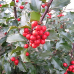 Location: Indiana  Zone 5
Date: 2010-11-15
Good berry producer