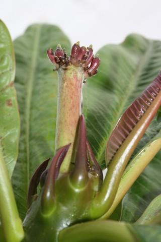 Photo of Plumeria (Plumeria rubra 'Muang Jack') uploaded by gingin