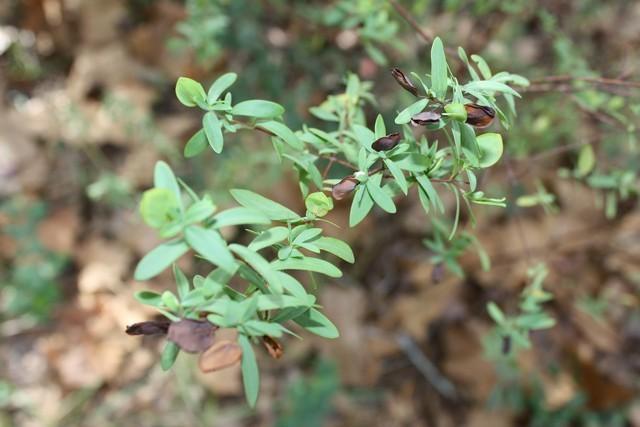 Photo of St Andrew's Cross (Hypericum hypericoides) uploaded by gingin