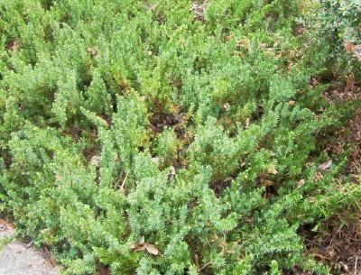 Photo of Shore Juniper (Juniperus rigida subsp. conferta 'Emerald Sea') uploaded by hementia