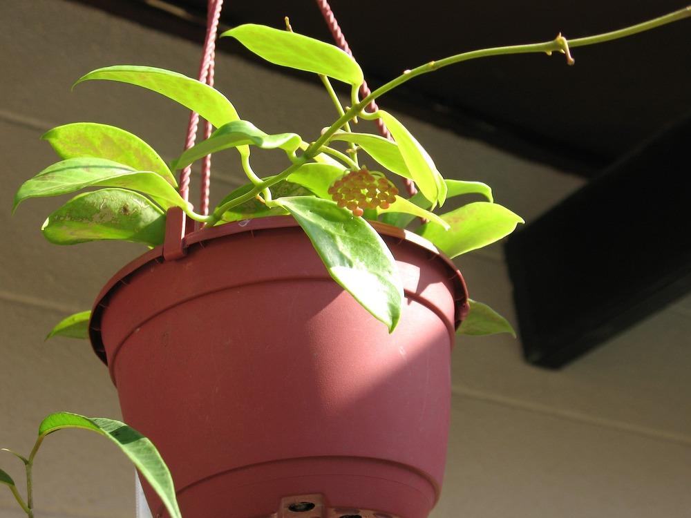 Photo of Wax Plant (Hoya obscura) uploaded by plantladylin