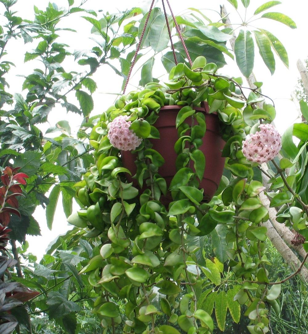 Photo of Wax Plant (Hoya carnosa 'Krinkle 8') uploaded by plantladylin