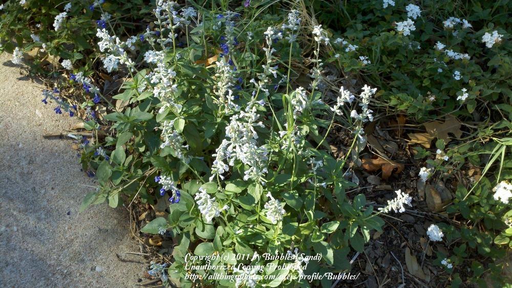 Photo of White Mealy Cup Sage (Salvia farinacea 'Augusta Duelberg') uploaded by Bubbles