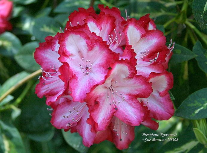 Photo of Rhododendron 'President Roosevelt' uploaded by Calif_Sue