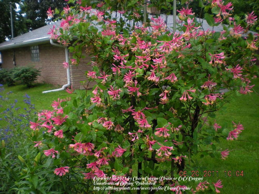 Photo of Gold Flame Honeysuckle (Lonicera x heckrottii 'Gold Flame') uploaded by CherieCoogan