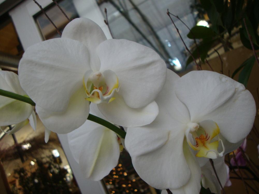 Photo of White Moth Orchid (Phalaenopsis amabilis) uploaded by Paul2032