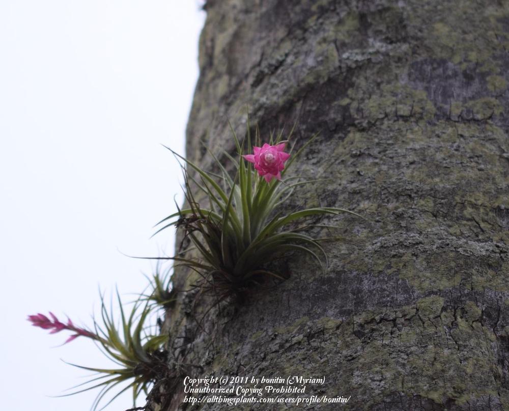 Photo of Air Plants (Tillandsia) uploaded by bonitin