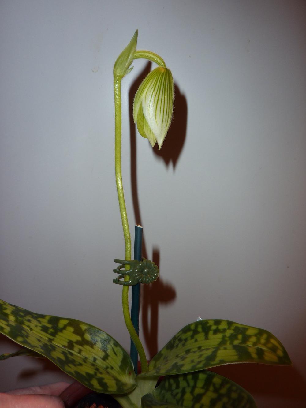 Photo of Slipper Orchid (Paphiopedilum Maudiae 'Napa Valley') uploaded by sandnsea2