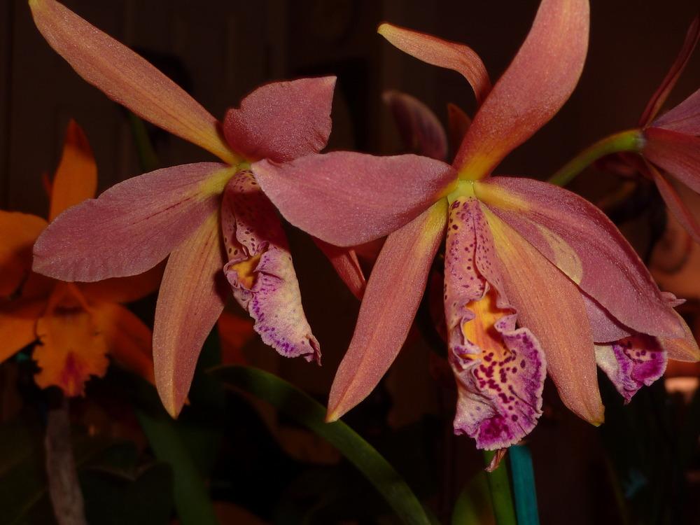 Photo of Orchid (Rhynchobrassoleya Copper Queen) uploaded by sandnsea2