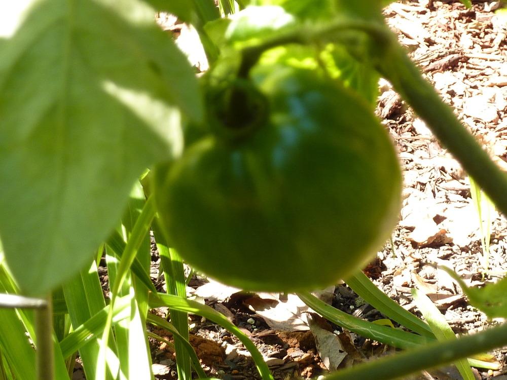 Photo of Tomato (Solanum lycopersicum 'Burpee's Big Boy®') uploaded by sandnsea2