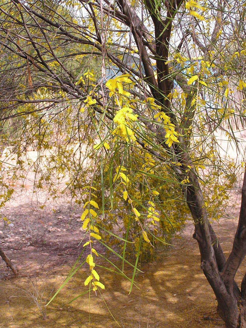 Photo of Acacia (Acacia microneura) uploaded by sheryl