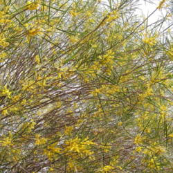 Location: Desert Botanical Garden, Phoenix, Arizona
Date: 3-4-2004