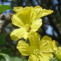 A Wildflowers and Pollinators Not-a-Raffle Raffle