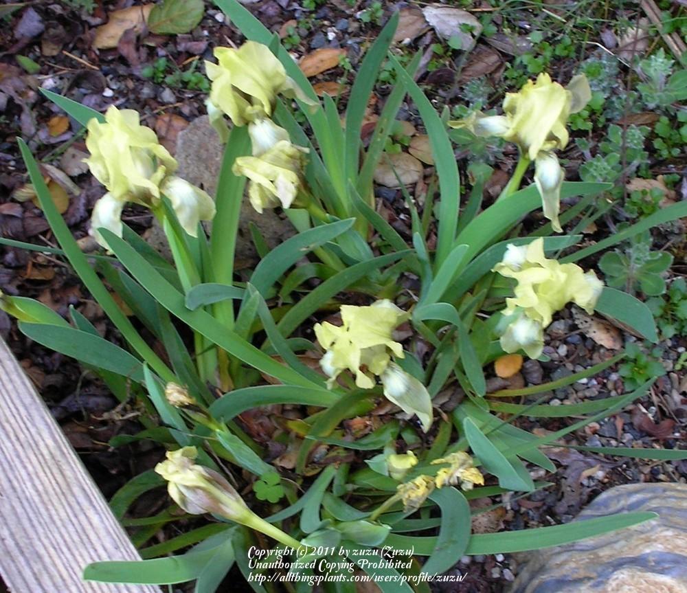 Photo of Species Iris (Iris pumila subsp. attica) uploaded by zuzu