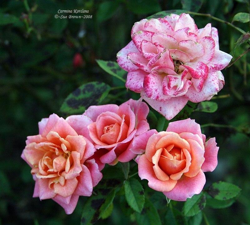 Photo of Rose (Rosa 'Carmina Kordana') uploaded by Calif_Sue
