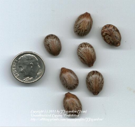 Photo of Castor Beans (Ricinus communis) uploaded by JJsgarden