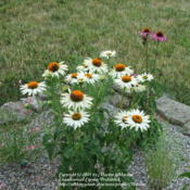 Location: My garden in KentuckyDate: 2005-07-07#Pollination