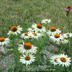 Location: My garden in Kentucky
Date: 2005-07-07
#Pollination