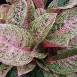 Location: Sunriver Nursery, Orem, Utah
Date: 2011-11-11
A very striking plant
