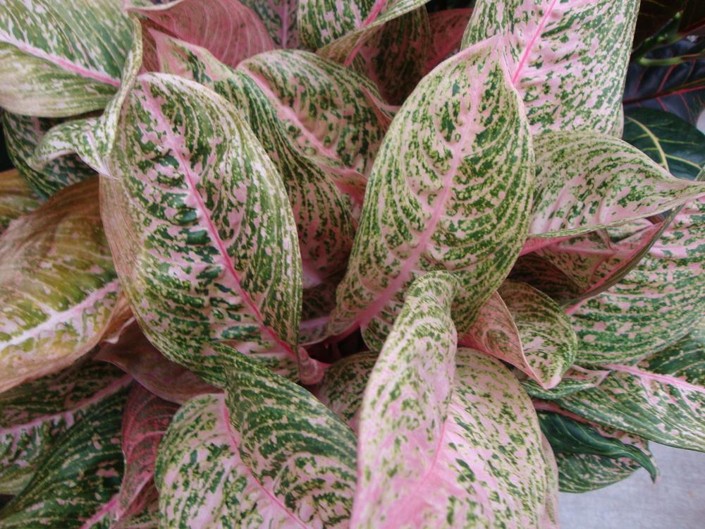 Photo of Chinese Evergreen (Aglaonema 'Pink Sapphire') uploaded by Paul2032