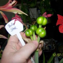 Location: clermont florida
Date: 12/07/2011
from first stalk 4 out of 5 plumping with seeds