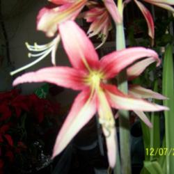 Location: clermont florida
Date: 12/07/2011
nice color interior of bloom fading to tips