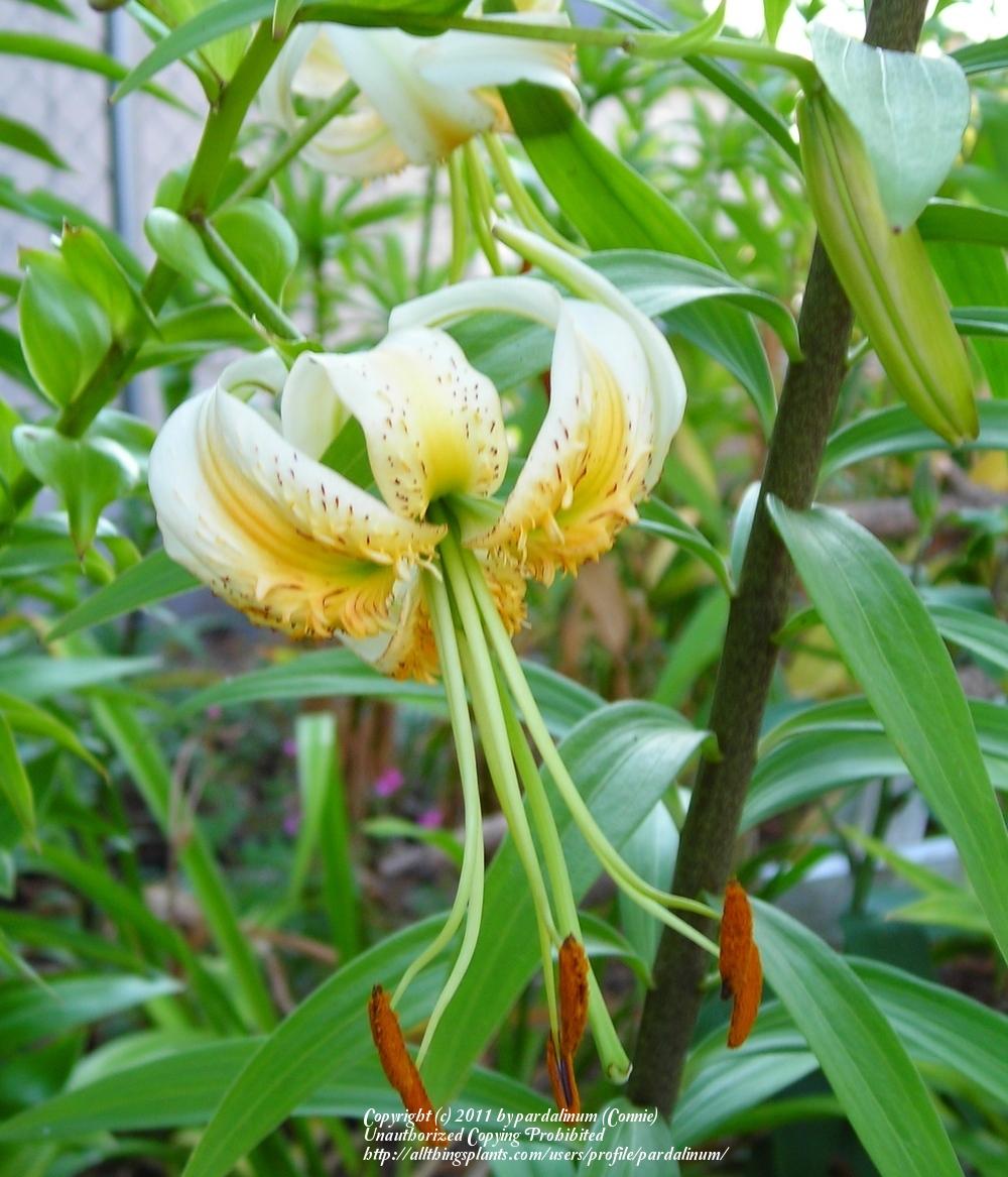 Photo of Lily (Lilium 'Madame Butterfly') uploaded by pardalinum