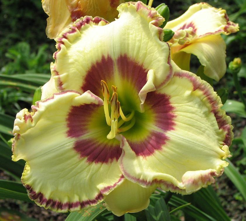 Photo of Daylily (Hemerocallis 'Jump up and Kiss Me') uploaded by tink3472