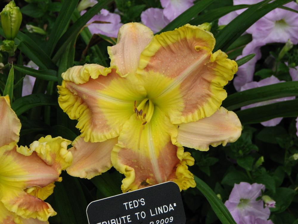 Photo of Daylily (Hemerocallis 'Ted's Tribute to Linda') uploaded by tink3472