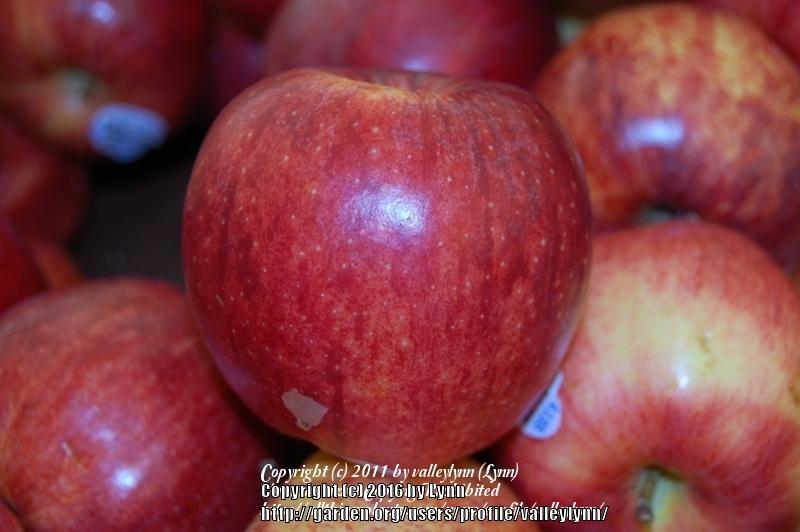 Photo of Apple (Malus domestica 'Gala') uploaded by valleylynn