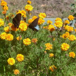 Location: Northeastern, Texas
Date: October 2010
Tagetes patula attracts butterflies like crazy!