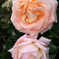 Location: San Jose Heritage Rose Garden
Date: 2007-10-11