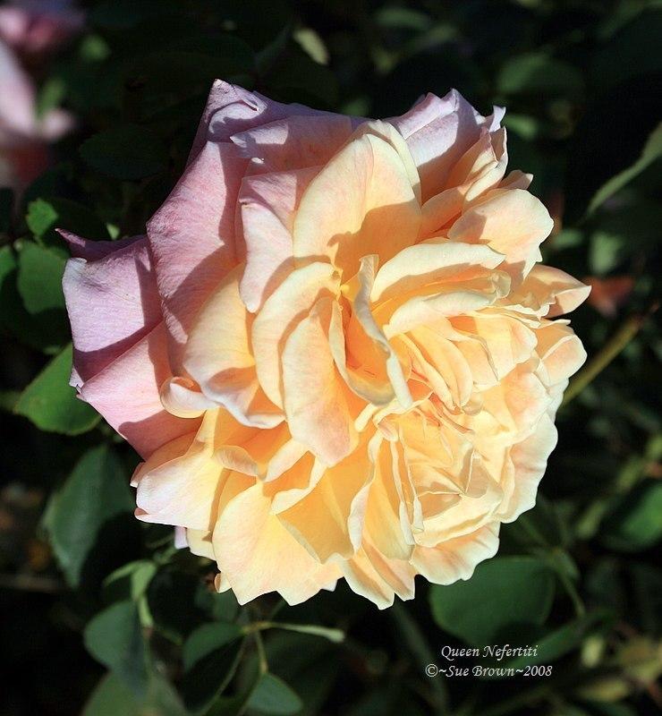 Photo of Rose (Rosa 'Queen Nefertiti') uploaded by Calif_Sue