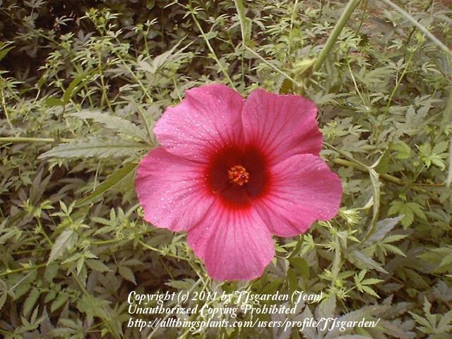 Photo of Kenaf (Hibiscus cannabinus) uploaded by JJsgarden