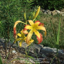 Location: My garden in Kentucky
Date: 2007-07-16