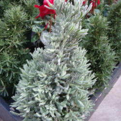 Location: Sunriver Nursery, Orem, Utah
Date: 2011-12-08
Lavender Topiary