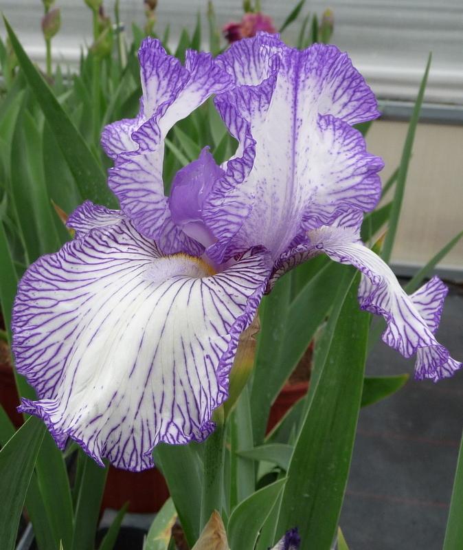 Photo of Tall Bearded Iris (Iris 'Autumn Circus') uploaded by gardengus
