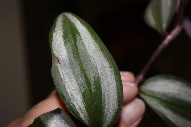 Photo of Inch Plant (Tradescantia zebrina) uploaded by gingin