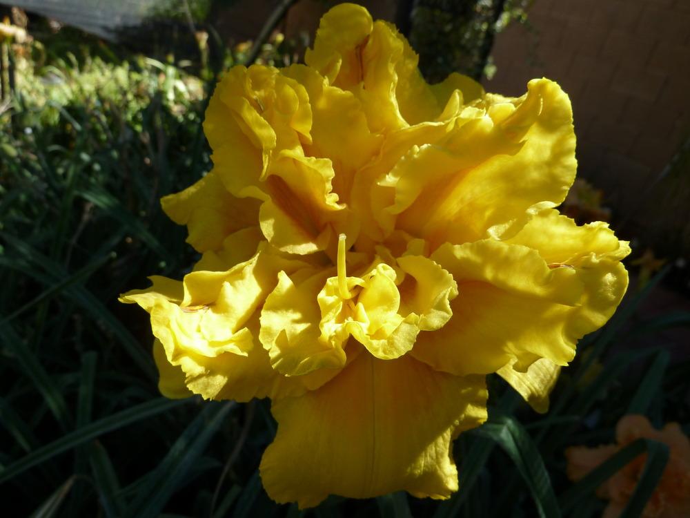 Photo of Daylily (Hemerocallis 'Dutch Yellow Truffle') uploaded by lyle627