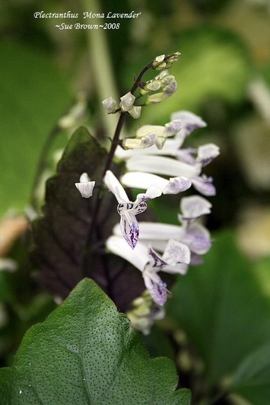 Photo of Spur Flower (Plectranthus Mona Lavender) uploaded by Calif_Sue