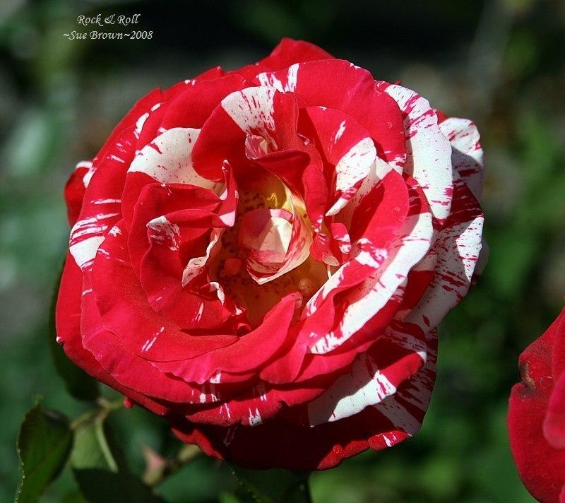 Photo of Rose (Rosa 'Rock & Roll') uploaded by Calif_Sue