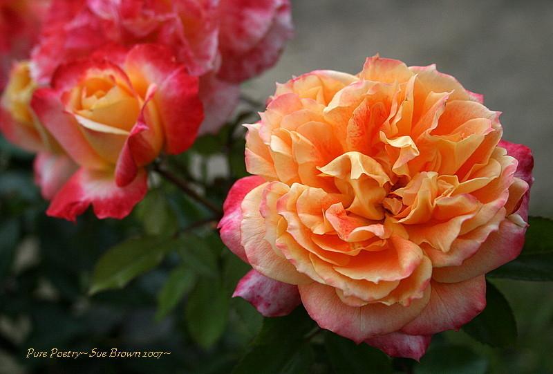 Photo of Rose (Rosa 'Pure Poetry') uploaded by Calif_Sue