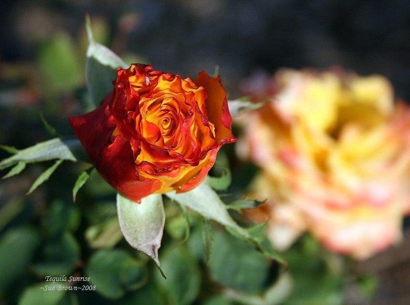 Photo of Rose (Rosa 'Tequila Sunrise') uploaded by Calif_Sue