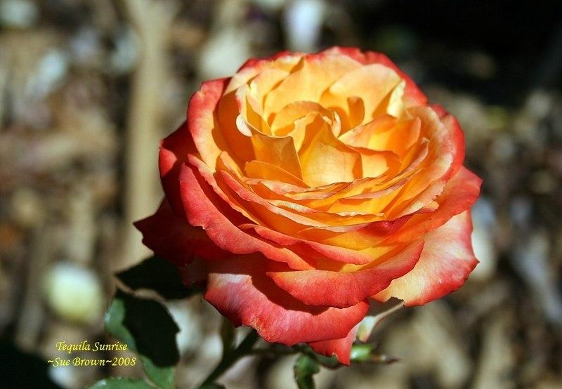 Photo of Rose (Rosa 'Tequila Sunrise') uploaded by Calif_Sue