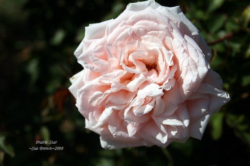 Photo of Rose (Rosa 'Prairie Star') uploaded by Calif_Sue