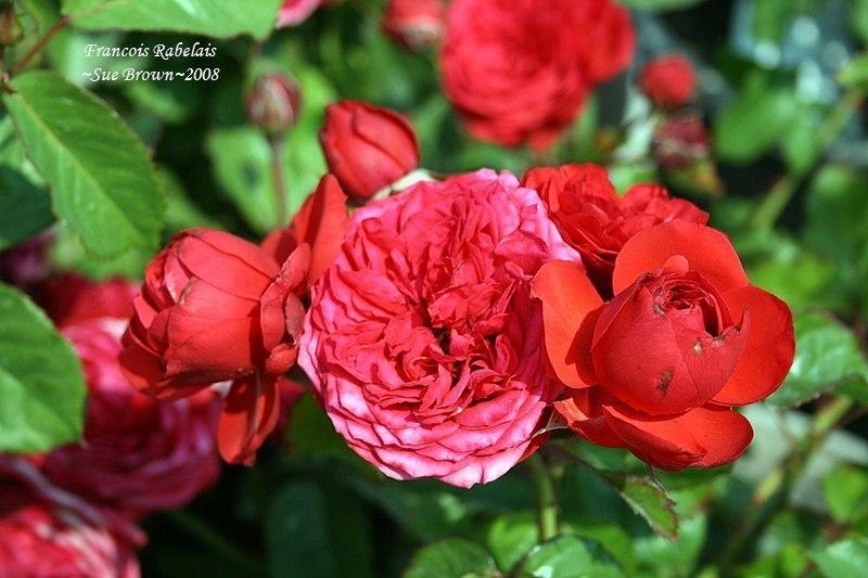 Photo of Rose (Rosa 'Francois Rabelais') uploaded by Calif_Sue