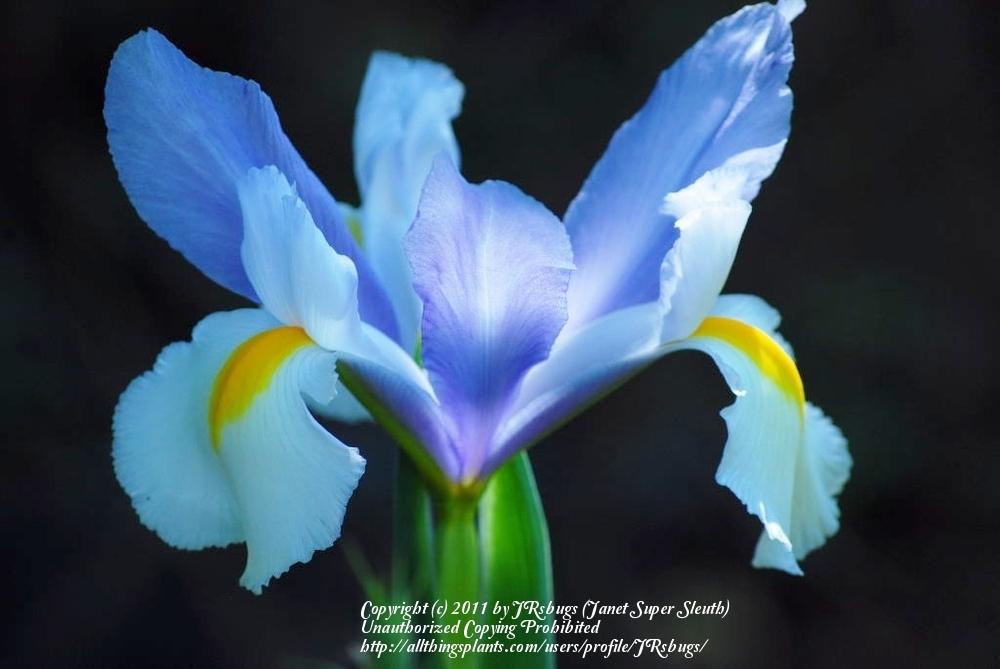 Photo of Dutch Iris (Iris x hollandica 'Silvery Beauty') uploaded by JRsbugs